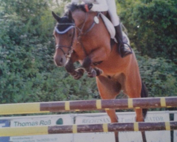 jumper Minerva For Play (German Riding Pony, 2011, from For Next Generation)