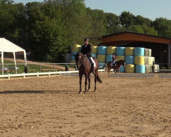 Reitturnier Bühren-Breckerfeld 2019