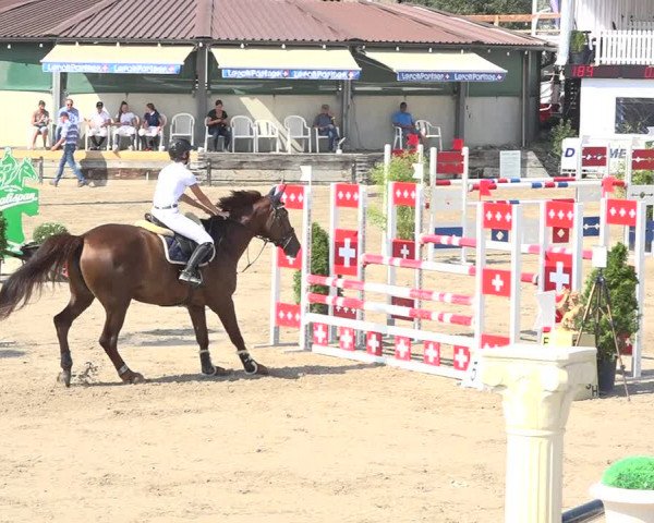 Reitturnier Humlikon 2019
