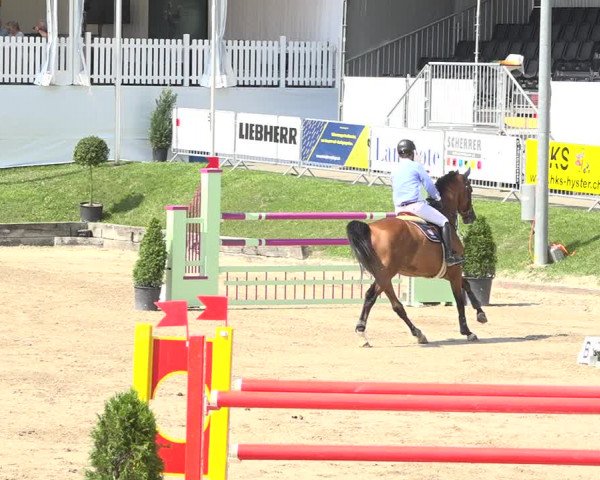 Reitturnier Humlikon 2019