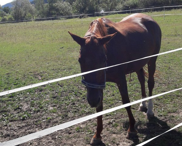 jumper Walena 8 (Westphalian, 1996, from Weinzauber)