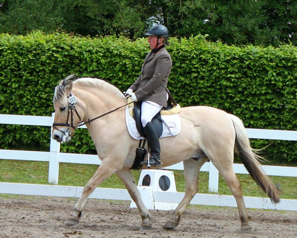 dressage horse Katto (Fjord Horse, 2000, from Kvest Halsnæs)
