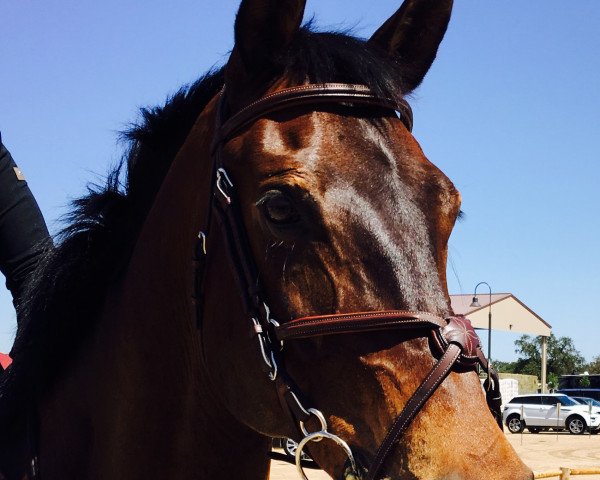 jumper Georgetown 4 (Hanoverian, 2001, from Glenfiddich)