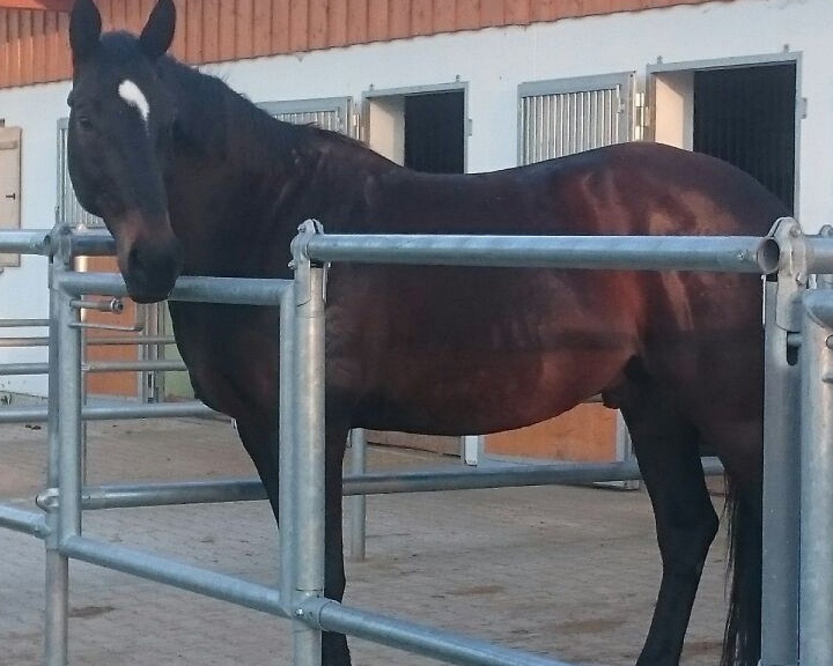 Pferd Rhino f (Württemberger,  , von Rubicell)