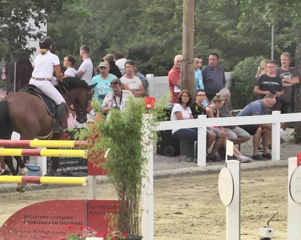 Reitturnier Hauerz 2019