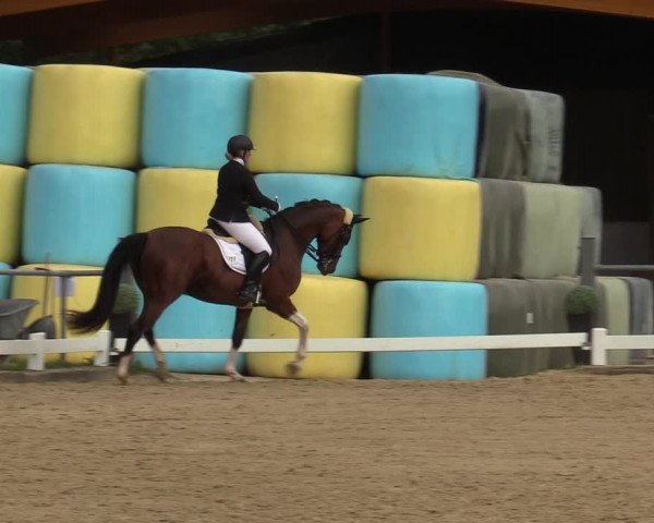 Reitturnier Bühren-Breckerfeld 2019