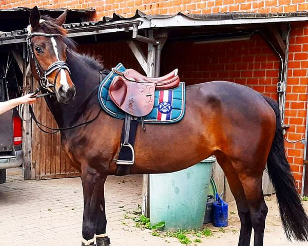 Pferd Püppi (Hannoveraner, 2015, von Spörcken)