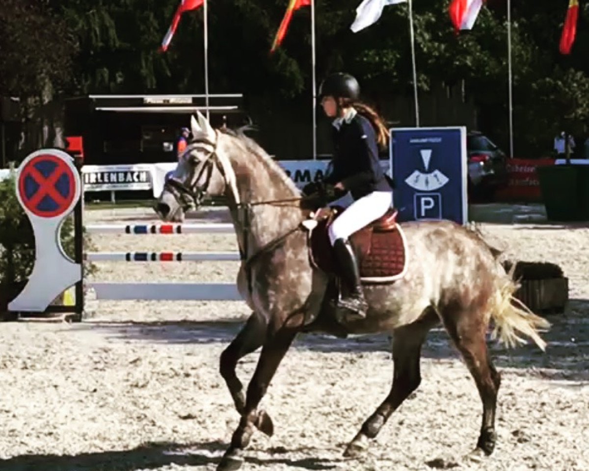 jumper Cortez 74 (Hungarian Warmblood, 2009)