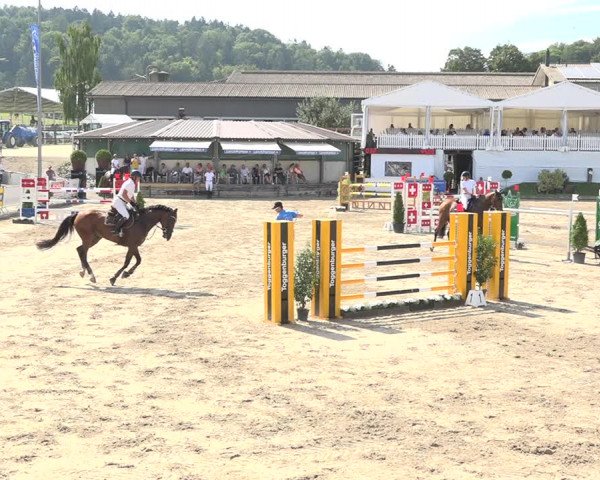 Reitturnier Humlikon 2019