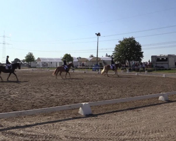 Reitturnier Heinsberg 2019
