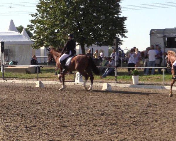 Reitturnier Heinsberg 2019