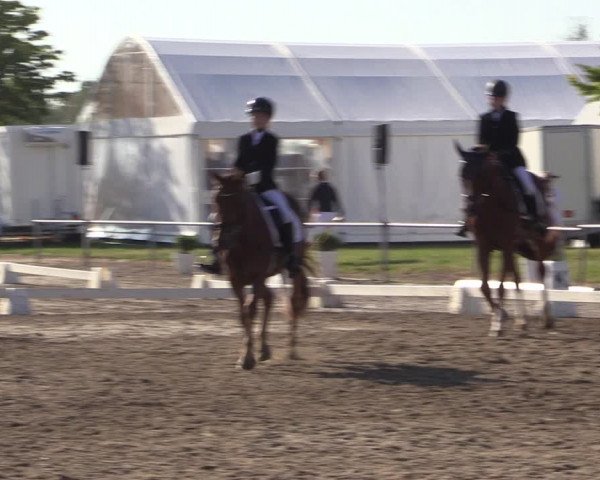 Reitturnier Heinsberg 2019