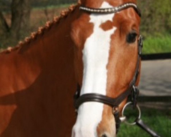 Springpferd Calex 4 (Zangersheide Reitpferd, 2012, von Crown Z)