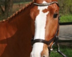 Springpferd Calex 4 (Zangersheide Reitpferd, 2012, von Crown Z)