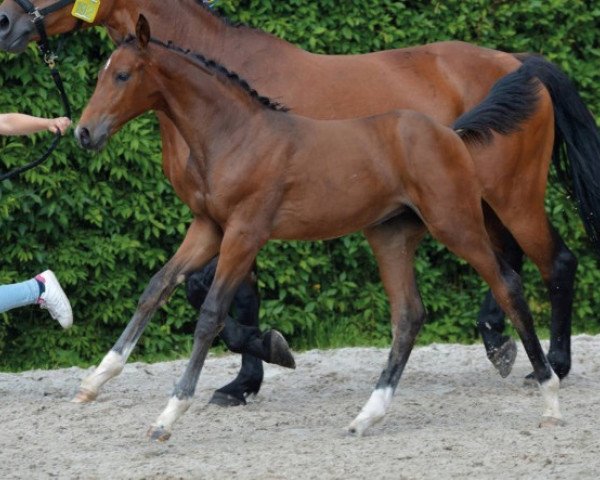 horse S Meralda de la Croix Renard Z (Zangersheide riding horse, 2016, from Singular Ls La Silla)