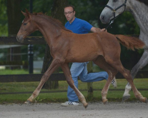 horse Limina ter Klomp Z (Zangersheide riding horse, 2016, from Levisto Z)