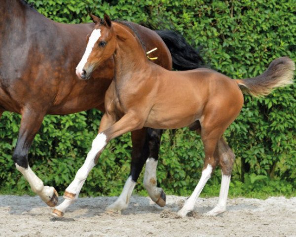 horse Coloree de Poteau Z (Zangersheide riding horse, 2016, from Cornet's Prinz)