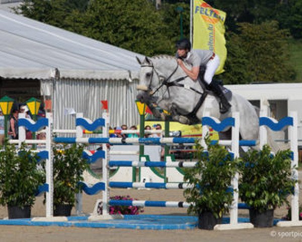 Springpferd Erasmus van Tenhaegendoorn (Belgisches Warmblut, 2004, von President)