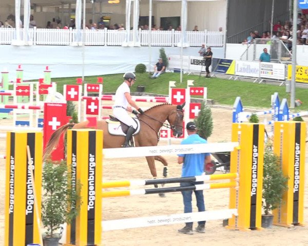 Reitturnier Humlikon 2019