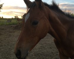 Deckhengst Soberano (Luxemburgisches Reitpferd, 2016, von Sid vun der boukelsdellt)