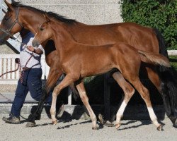 stallion Azuro de Laubry Z (Zangersheide riding horse, 2016, from Aktion Pur Z)
