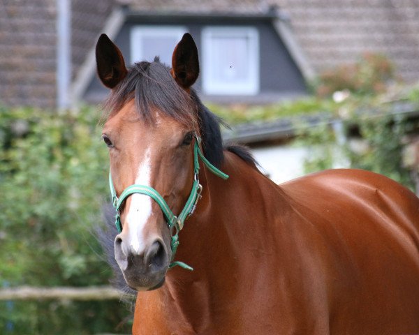 broodmare Mimikry (Hessian Warmblood, 2005, from Epernay)