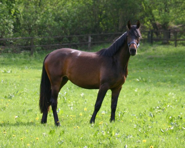 horse Di Nea (Hanoverian, 2008, from Don Frederico)