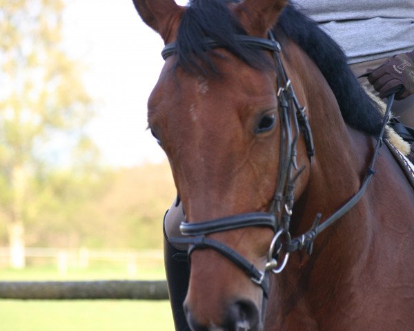 horse Dona Celine (Hanoverian, 2006, from D-Online)