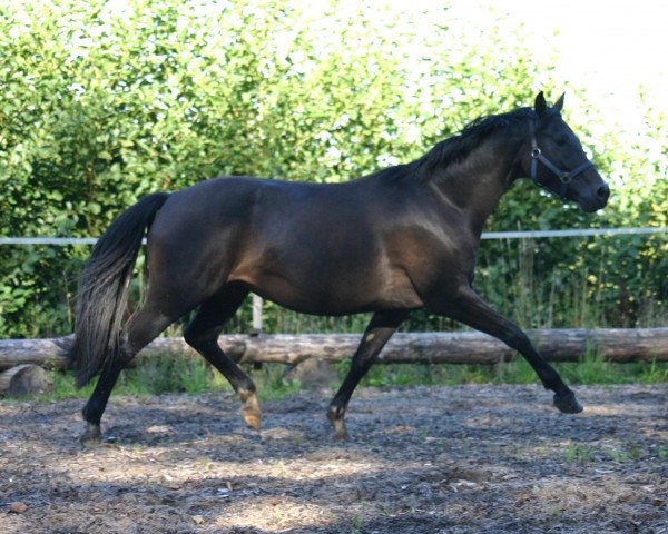 broodmare Donna Charisma (Hessian Warmblood, 2004, from D-Online) broodmare Donna Charisma (Hessian Warmblood, 2004, from D-Online)