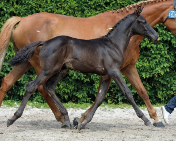 Pferd Daybreak Z (Zangersheide Reitpferd, 2016, von Dominator 2000 Z)