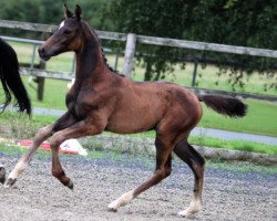 jumper Cougar Z (Zangersheide riding horse, 2016, from Cornet Obolensky)