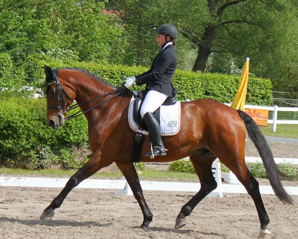 dressage horse De Luca (Hanoverian, 2005, from D-Online) dressage horse De Luca (Hanoverian, 2005, from D-Online)