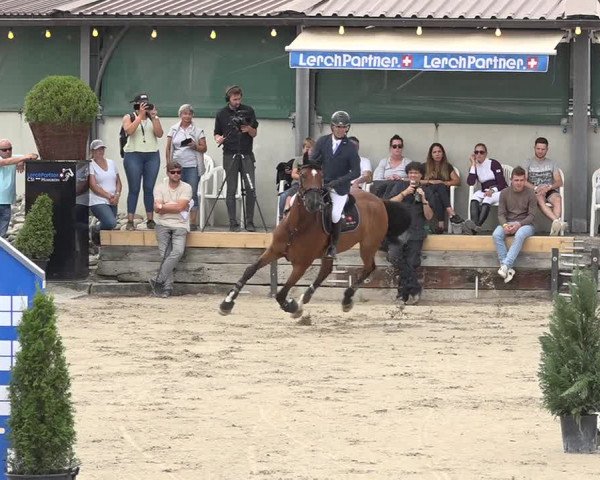 Reitturnier Humlikon 2019