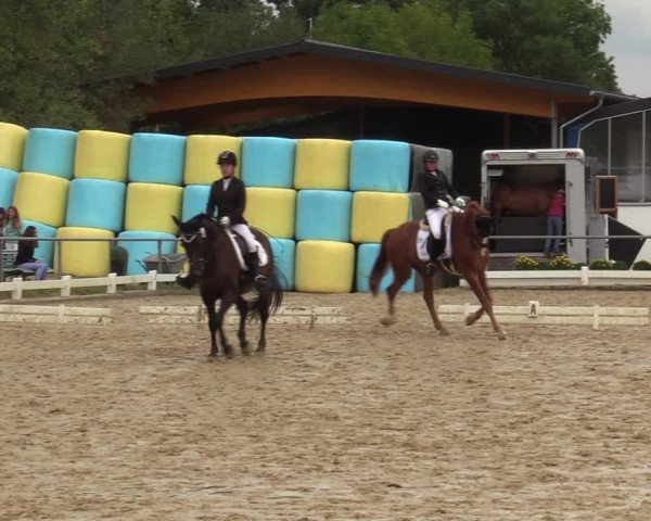 Reitturnier Bühren-Breckerfeld 2019
