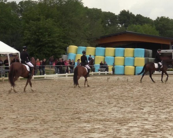 Reitturnier Bühren-Breckerfeld 2019