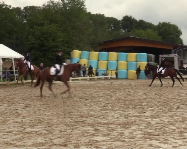 Reitturnier Bühren-Breckerfeld 2019