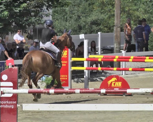 Reitturnier Hauerz 2019
