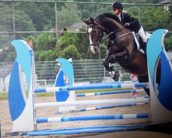 Springpferd Erol 7 (Deutsches Reitpferd, 2011, von El Bundy)