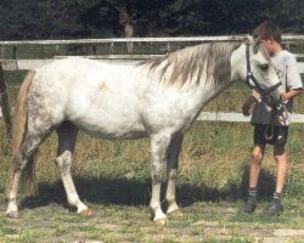 Zuchtstute Venus van de Zonnehoeve (Connemara-Pony, 1992, von Abbeyleix Finn) Zuchtstute Venus van de Zonnehoeve (Connemara-Pony, 1992, von Abbeyleix Finn)
