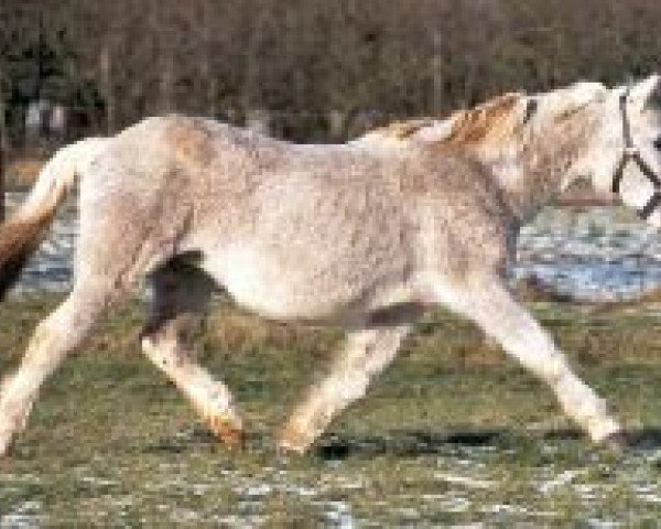 broodmare Van de Arenbosch Black Beauty (Connemara Pony, 1973, from Greaney Rebel)