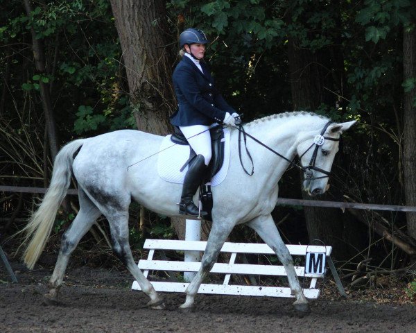 dressage horse Dauntless Daisy (Oldenburg, 2005, from Don Larino 171 FIN)