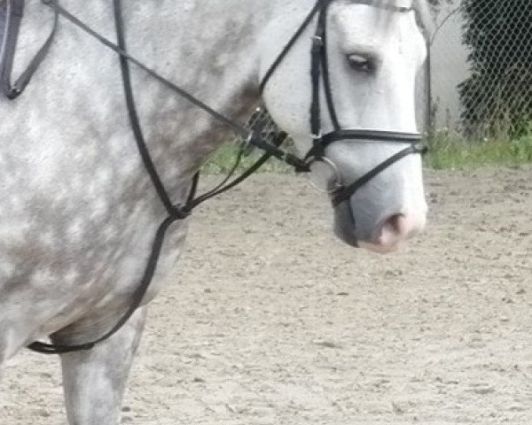 Dressurpferd Mirko 185 (New-Forest-Pony, 2001, von Anydale Martien) Dressurpferd Mirko 185 (New-Forest-Pony, 2001, von Anydale Martien)
