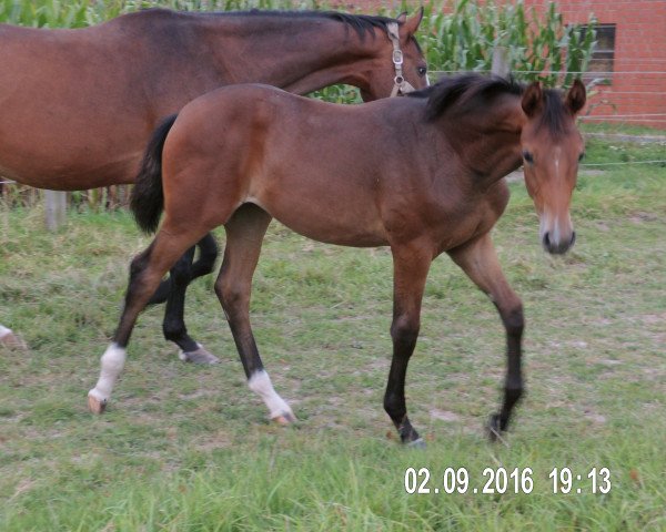 horse Schicke Schnitte (Westphalian, 2016, from Scolari)