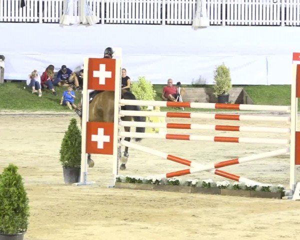 Reitturnier Humlikon 2019