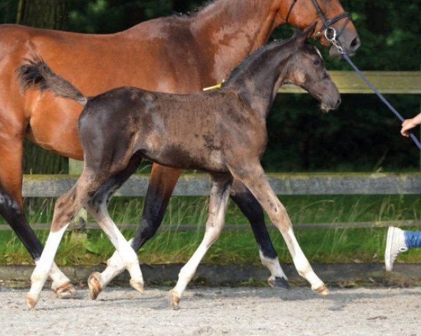 jumper Domino Vant Elzenhof Z (Zangersheide riding horse, 2016, from Dominator 2000 Z)