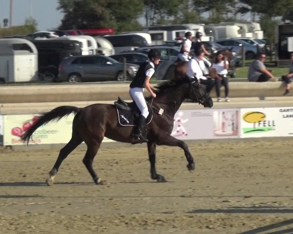 Reitturnier Heinsberg 2019