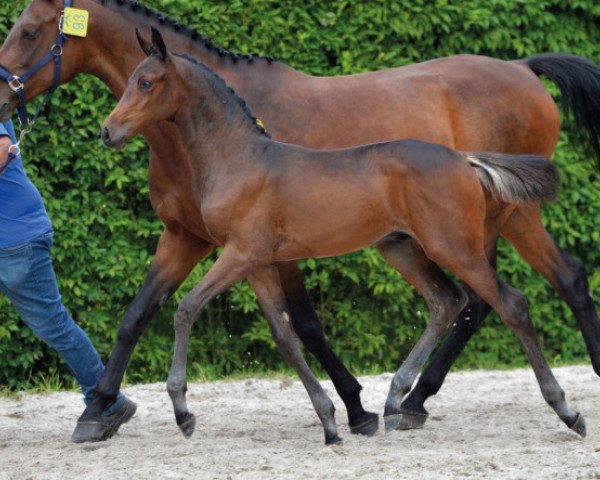 Pferd Diamond for Ever Z (Zangersheide Reitpferd, 2016, von Dinken)
