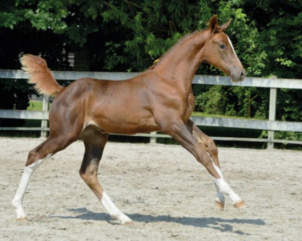 horse King's Crowns JT Z (Zangersheide riding horse, 2016, from Kannan)