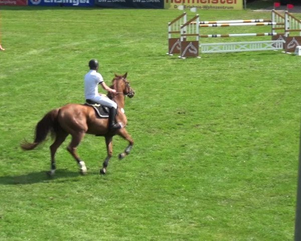 Reitturnier Bietigheim-Bissingen 2019