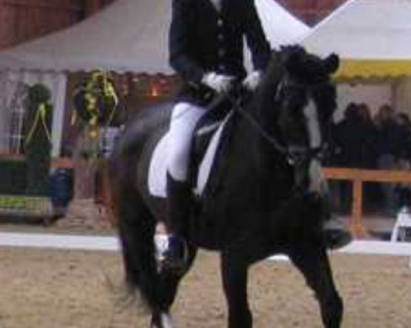 horse Cartusch 11 (Westphalian, 1993, from Casaretto)